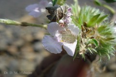 Lepidagathis cuspidata